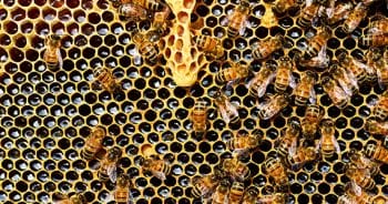 In the sweet business of beekeeping