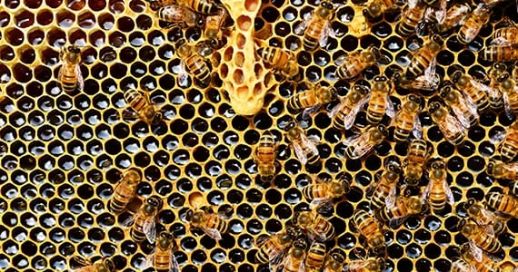 In the sweet business of beekeeping